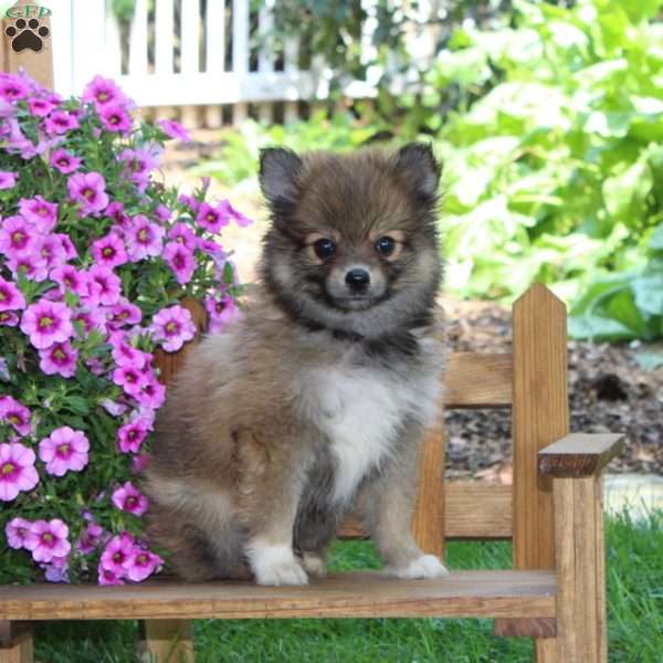 Dunkin, Pomeranian Puppy